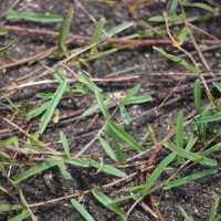 Xenostegia tridentata (L.) D.F.Austin & Staples